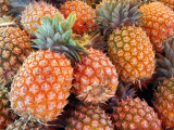 Pineapples, Sunshine Coast, Queensland, Australia