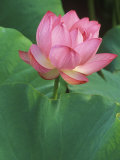 Buy Ohga Lotus, Sankei-en Garden, Yokohama, Japan at AllPosters.com