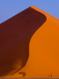 Tree and Soussevlei Sand Dune, Namibia