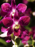 Orchid Detail at National Orchid Garden, Singapore Botanic Gardens, Singapore, Singapore