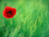 Common Poppy (Papaver Rhoeas) in Field of Barley Wheat in Wheatcroft Area, Matlock, United Kingdom