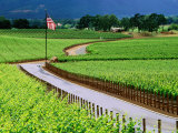 Buy The Plumjack Vineyards in Early Summer, Napa Valley, United States of America at AllPosters.com