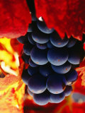 Cabernet Sauvignon Grapes, Napa Valley, United States of America