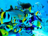 Buy Diver and School of Double Saddle Butterflyfish (Chaetodon Ulietensis), French Polynesia at AllPosters.com