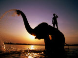 Buy Elephant Bathing with It's Mahout in the Rapti River, Royal Chitwan National Park, Sauraha, Nepal at AllPosters.com