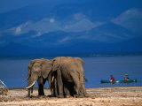 Elephants Standing on the Shore While Onlookers Pass Them in a Canoe, Lake Manyara N.P., Tanzania
