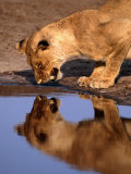 Lioness (Panthera Leo) Surprised by Her Reflection Growls in Anger, Chobe National Park, Botswana