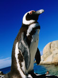 African (Jackass) Penguin (Spheniscus Demersus), Boulders, False Bay, Simon's Town, South Africa