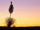 Buy Yucca Plant Silhouetted at Sunset, White Sands National Monument, USA at AllPosters.com