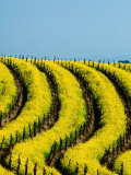 Buy Yellow Mustard in the Vineyards in Spring, Napa Valley, United States of America at AllPosters.com