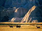 Mule Deer (Odocoileus Hemionus) with Backdrop of Rocky Hills, Badlands National Park, U.S.A.