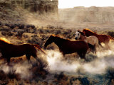 Buy Quarter Horses in Motion, U.S.A. at AllPosters.com