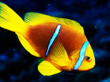 Orange-Fin Anemonefish (Amphiprion Chrysopterus), French Polynesia