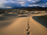 Buy Footprints in Mesquite Sand Dunes, Death Valley National Park, USA at AllPosters.com