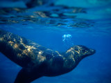 Galapagos Sea Lion (Zalophus Californianus), Ecuador