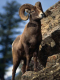 Buy Rocky Mountain Bighorn Sheep on Side of Mountain, Yellowstone National Park, USA at AllPosters.com