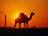 Camel and Doha Power Plant Silhouetted by Evening Sun, Doha, Kuwait