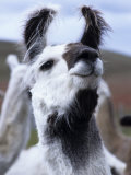 Buy Portrait of a Llama, Estancia Rio Penitente, Near Punta Arenas, Patagonia, Punta Arenas, Chile at AllPosters.com