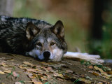 Wolf (Canis Lupus) Lying Down, USA