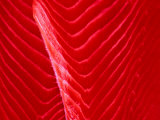Buy Detail of Norwegian Salmon at Fish Market, Bergen, Norway at AllPosters.com