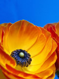 Detail of Ranunculus, Melbourne, Australia