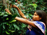 Guaymi Indian Woman Harvesting Coffee, Boquete, Panama