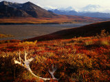 Buy Caribou Antlers on the Tundra in Denali National Park, Denali National Park & Reserve, USA at AllPosters.com