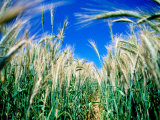 Buy Barley Field in July, Denmark at AllPosters.com
