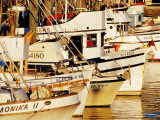 Fishing Fleet, Fishermans Wharf, San Francisco, United States of America