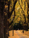 Buy Fitzroy Gardens, Melbourne, Australia at AllPosters.com