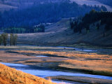 Lamar River Valley with Bison Crossing in Distance, Yellowstone National Park, U.S.A.