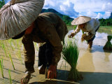 Buy Women Working in Rice Fields, Southern Laos, Laos at AllPosters.com