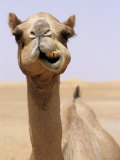 Cheeky Dubai Camel in Desert, Dubai, United Arab Emirates