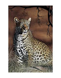 Sitting Leopard