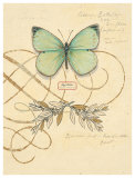 Buy Scripted Papillon at AllPosters.com