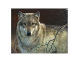 Buy Uninterrupted Stare: Gray Wolf at AllPosters.com