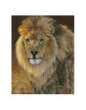 Power and Presence: African Lion