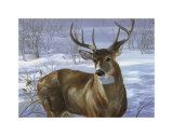 Through My Window: Whitetail Deer