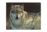 Uninterrupted Stare: Gray Wolf