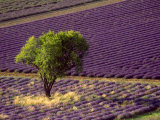 Buy Lavender Field in High Provence, France at AllPosters.com