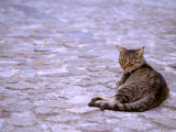 Buy Cat in Street, Lipari, Sicily, Italy at AllPosters.com