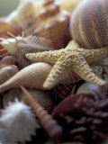 Tropical Shells