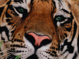 Buy Bengal Tiger in Bandhavgarh National Park, India at AllPosters.com