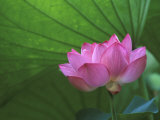 Buy Ohga Lotus, Sankei-en Garden, Yokohama, Japan at AllPosters.com