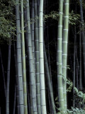 Buy Bamboo Forest, Kyoto, Japan at AllPosters.com