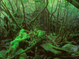 Buy Yakushima Rainforest, Kagoshima, Japan at AllPosters.com