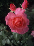 Buy English Rose in Butchart Gardens, Vancouver Island, British Columbia, Canada at AllPosters.com