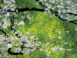 Sakura and Nanohana, Imperial Palace Moat, Tokyo, Japan