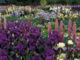 Iris Garden, Salem, Oregon, USA