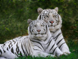 White Phase of the Bengal Tiger